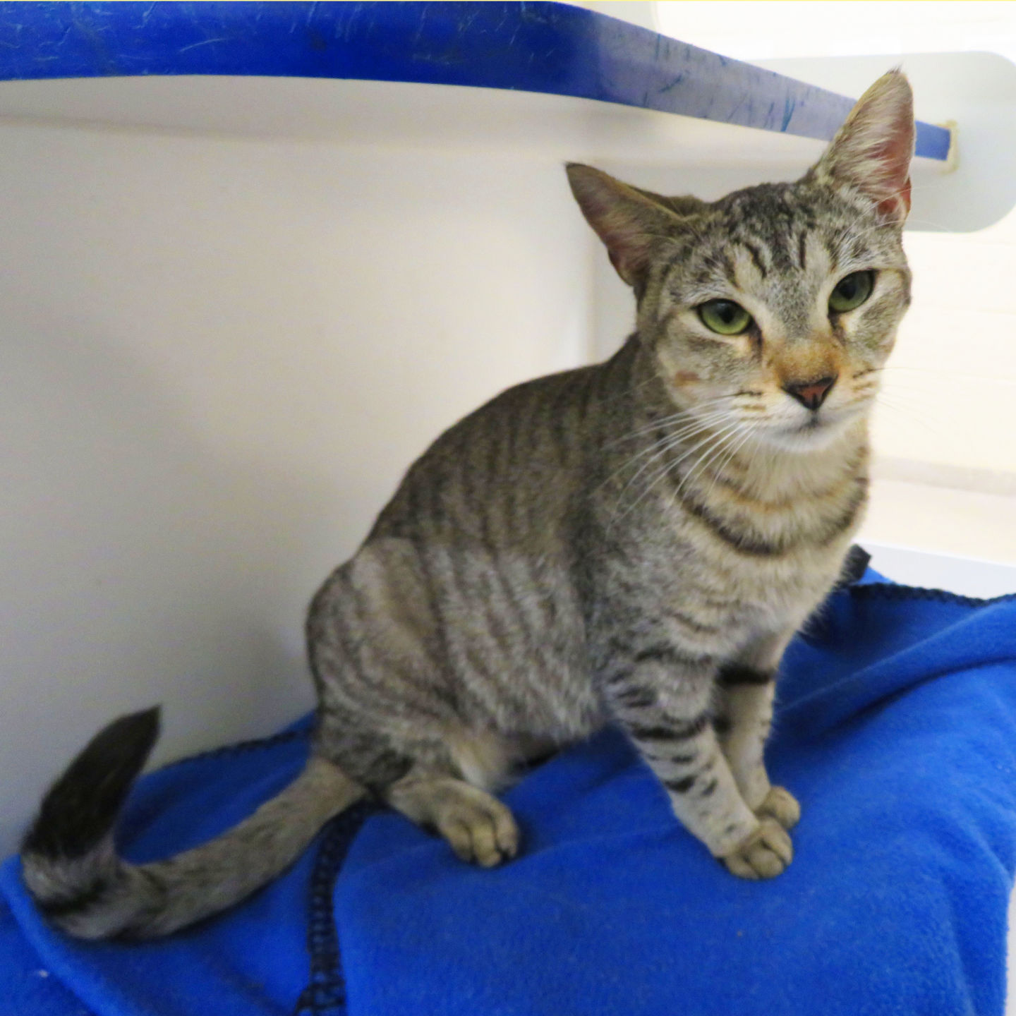 Pet of the Week - Week of Feb. 1, 2019